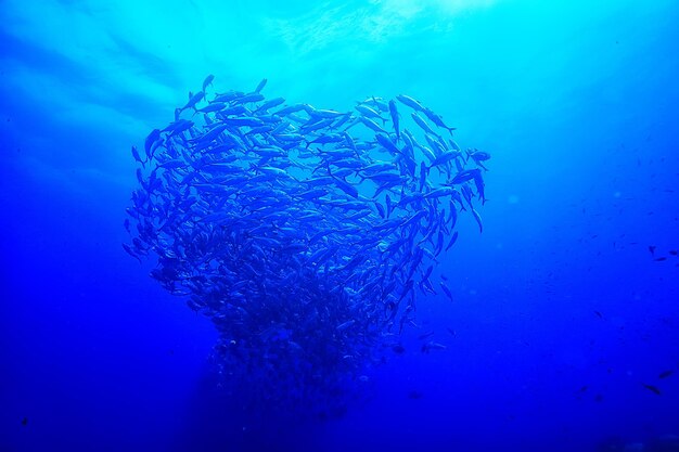 muitos Caranx subaquáticos/grande bando de peixes, mundo subaquático, sistema ecológico oceânico