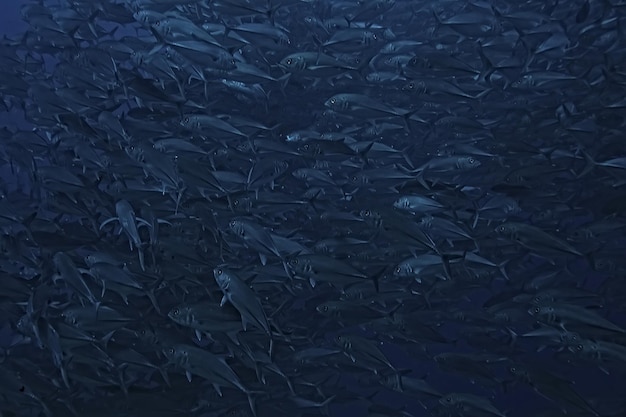 muitos Caranx subaquáticos / grande rebanho de peixes, mundo subaquático, sistema ecológico do oceano
