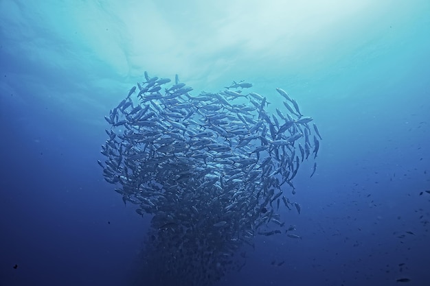 muitos Caranx subaquáticos / grande rebanho de peixes, mundo subaquático, sistema ecológico do oceano