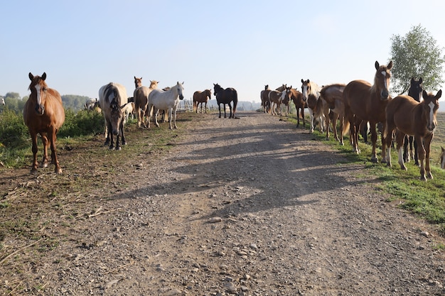 Muitos cavalos param em uma estrada rural