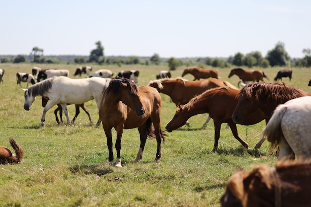 Muitos cavalos pastam na fazenda no verão