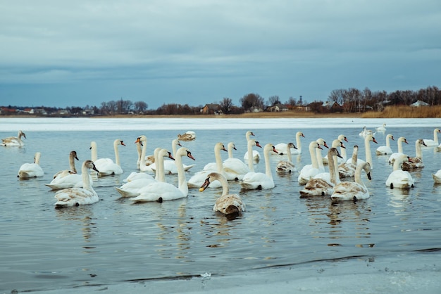 Muitos cisnes no lago no dia de inverno