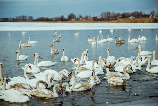 Muitos cisnes no lago no dia de inverno