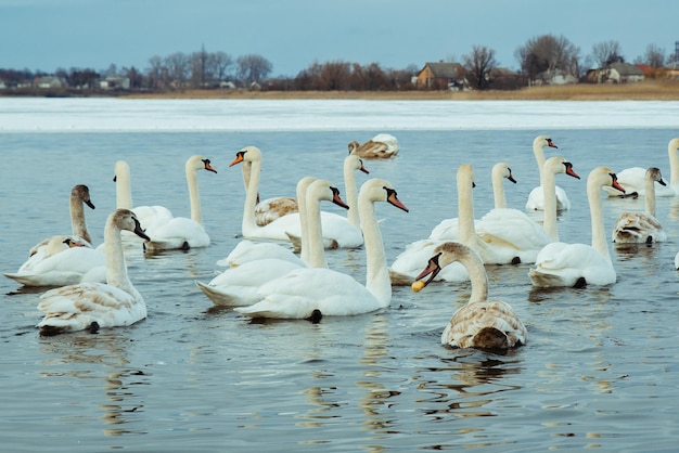 Muitos cisnes no lago no dia de inverno