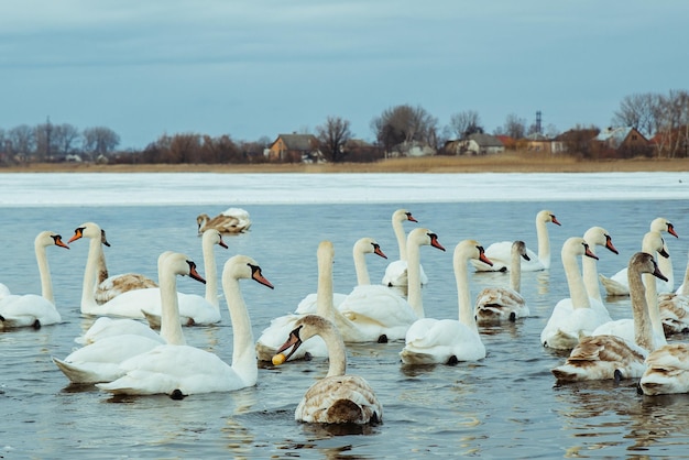 Muitos cisnes no lago