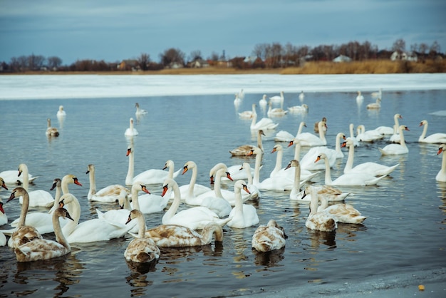 Muitos cisnes no lago