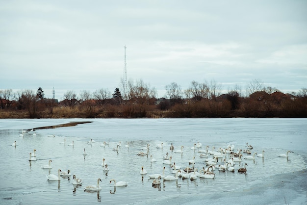 Muitos cisnes no lago