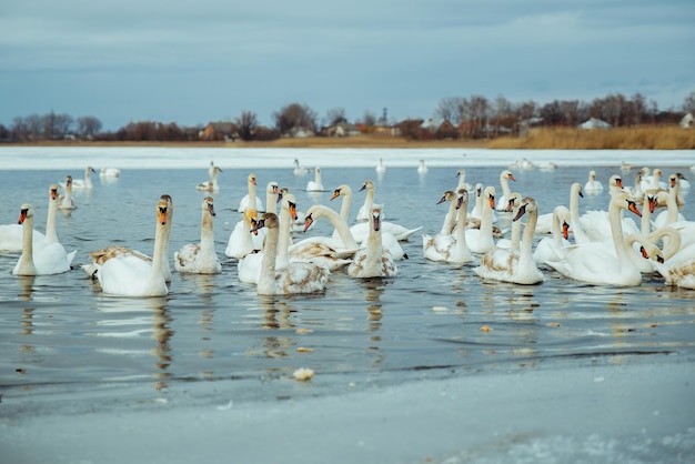 Muitos cisnes no lago