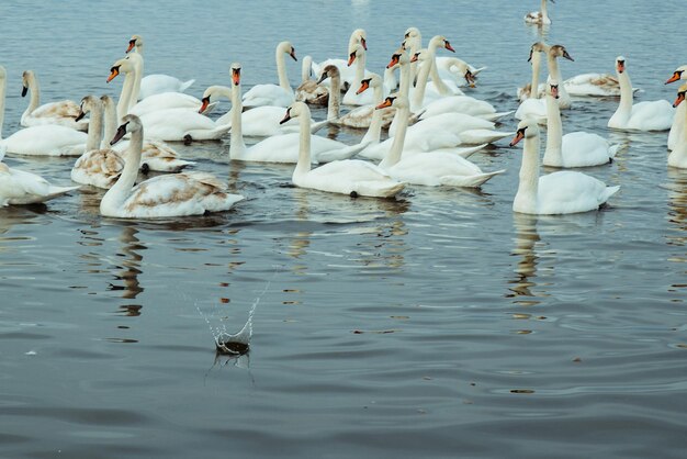 Muitos cisnes no lago