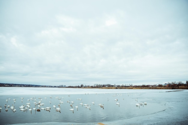 Muitos cisnes no lago