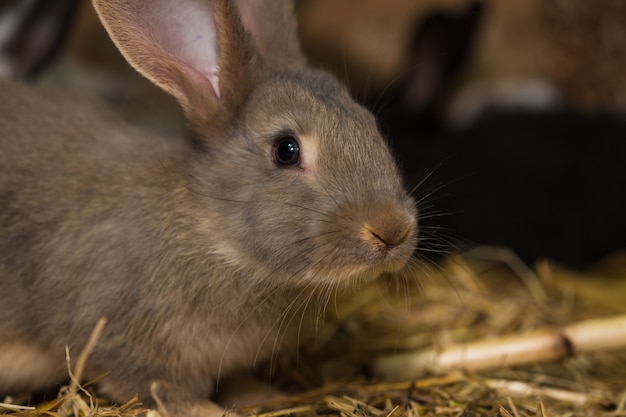 Muitos coelhos na gaiola em uma fazenda