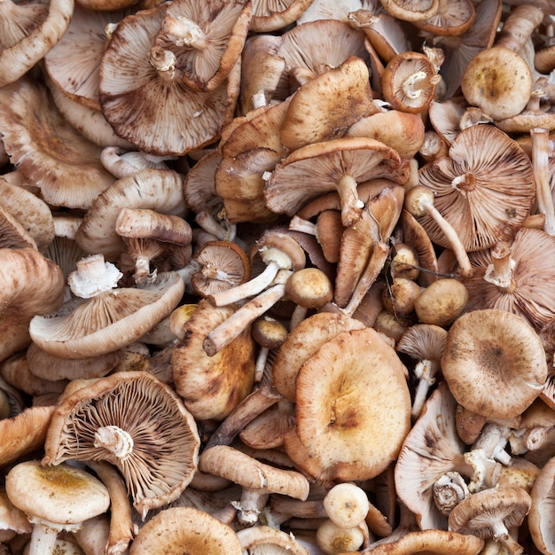 Muitos cogumelos de capota escocesa