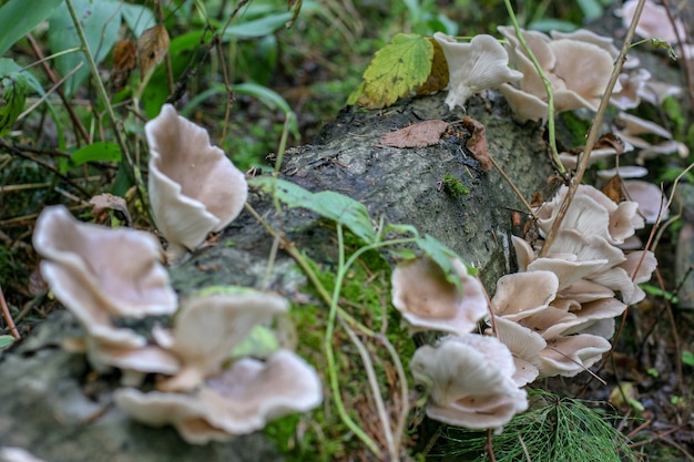 Muitos cogumelos em uma árvore deitada. árvore na grama e galhos. os cogumelos são castanhos claros. concentre-se no meio da imagem. foco seletivo.