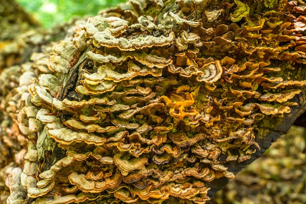 Muitos cogumelos em uma velha árvore na floresta fecham