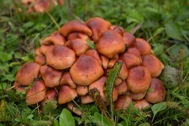 Muitos cogumelos na floresta de outono com um grande plano