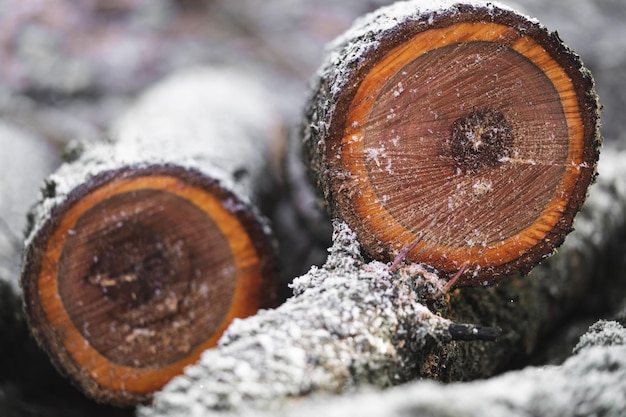 Muitos cortam árvores na floresta para lenha