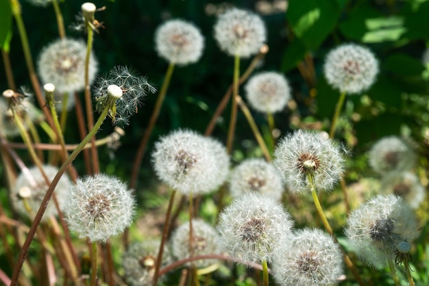 Muitos dentes-de-leão maduros e fofos no jardim em um dia ensolarado de primavera