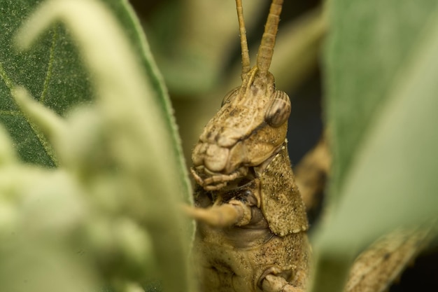 Muitos detalhes de um gafanhoto marrom na grama verde