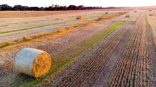 Muitos fardos de palha de trigo torcidos em rolos com longas sombras depois da colheita de trigo ficam no campo