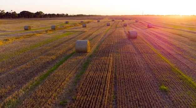 Muitos fardos de palha de trigo torcidos em rolos com longas sombras depois da colheita de trigo ficam no campo