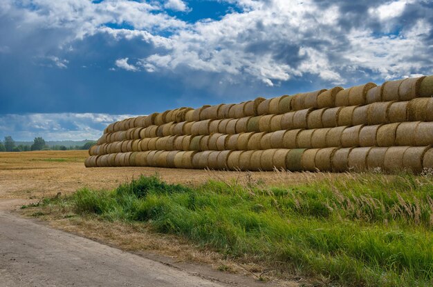 Muitos fardos de silagem brancos estão no campo