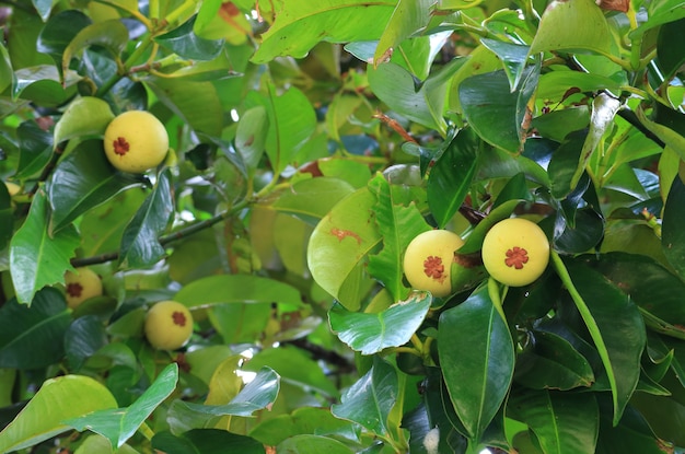 Muitos frutos imaturos do mangostão amadurecendo na árvore