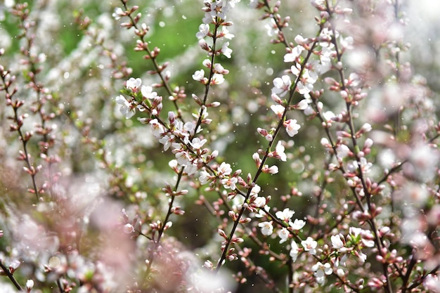 Muitos galhos de cerejeira florescendo Fundo de primavera Beleza na natureza