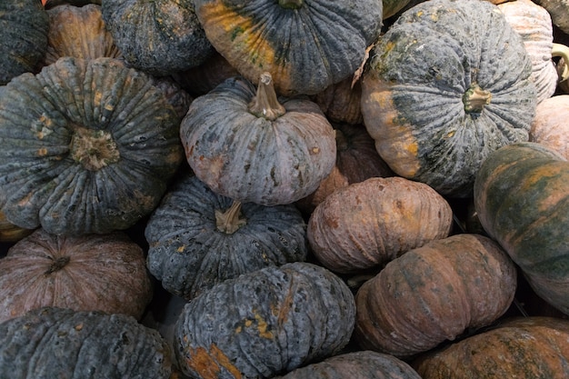 Muitos kabochas no supermercado