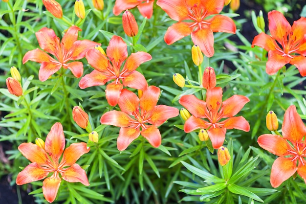 Foto muitos lírios alaranjados, hemerocallis no jardim. fotografia horizontal