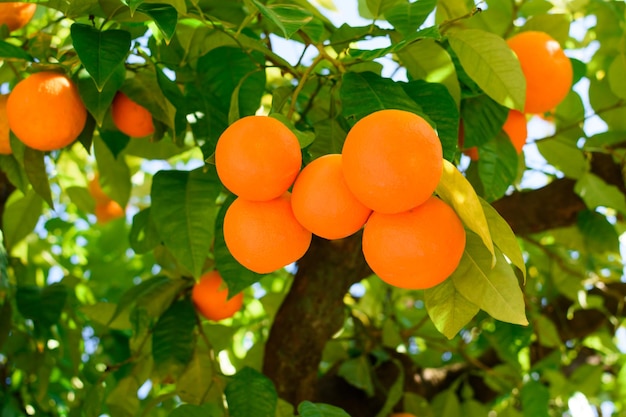 Muitos mandarins laranja na árvore na rua da cidade em algum lugar no sul da Espanha