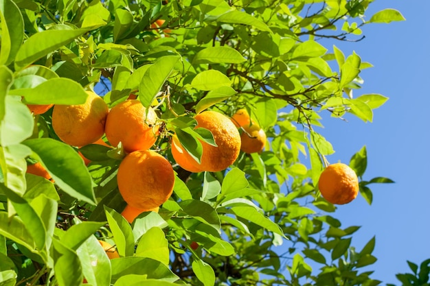 Muitos mandarins laranja na árvore na rua da cidade em algum lugar no sul da Espanha