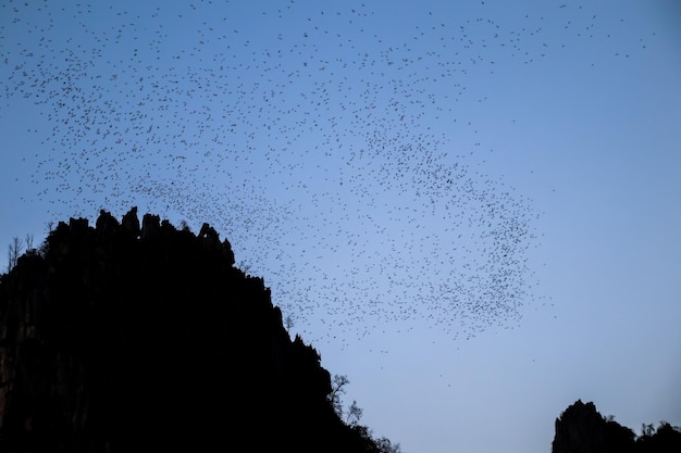 Muitos morcegos voando para fora de sua caverna à noite para forragem no lindo céu