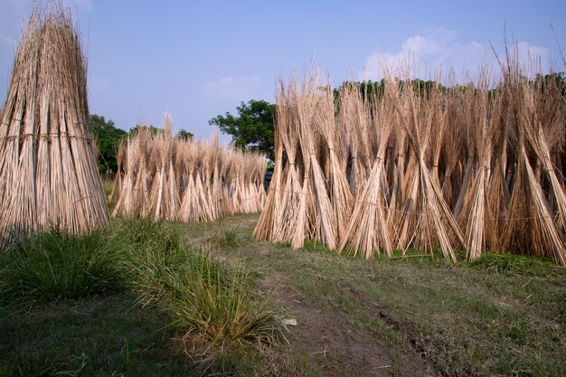 Foto muitos palitos de juta estão empilhados para secagem ao sol em sadarpur faridpur bangladesh