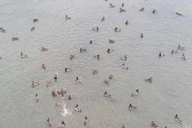 Muitos patos no rio