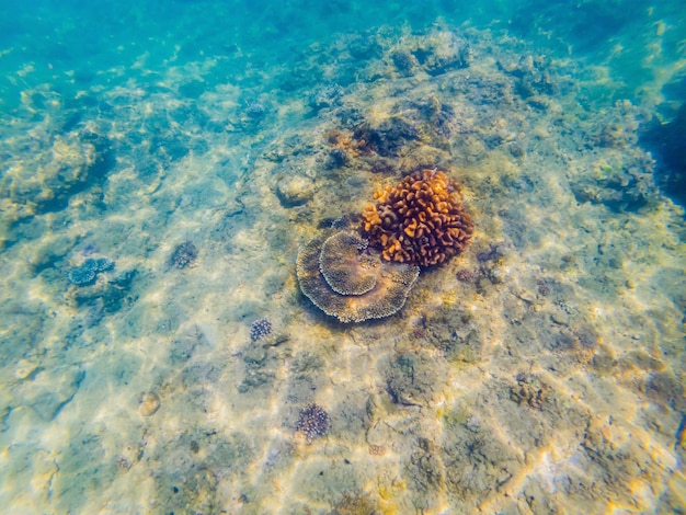 Muitos peixes anêmonas e criaturas marinhas plantas e corais debaixo d'água perto do fundo do mar com areia e pedras em cores azuis e roxas paisagens marinhas vistas da vida marinha