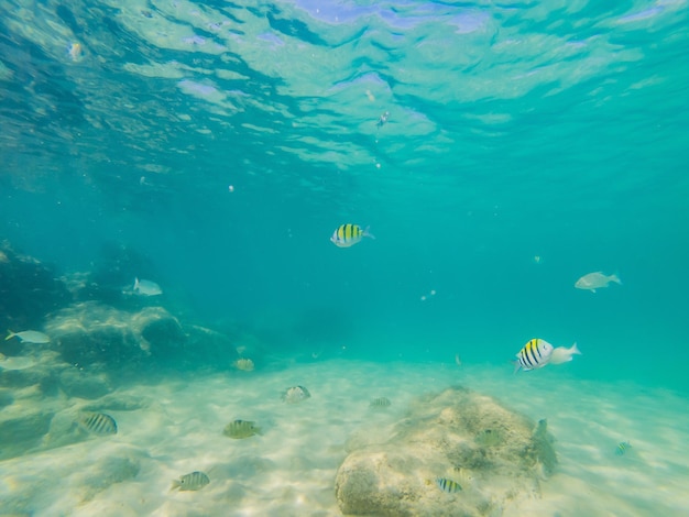 Muitos peixes anêmonas e criaturas marinhas plantas e corais debaixo d'água perto do fundo do mar com areia e pedras em cores azuis e roxas paisagens marinhas vistas da vida marinha