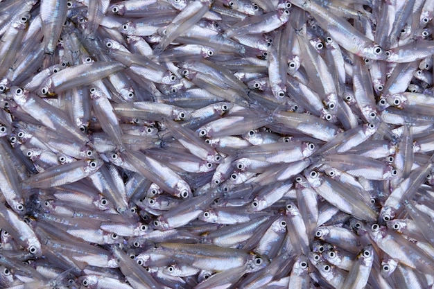 Muitos peixes pequenos estão em uma pilha.