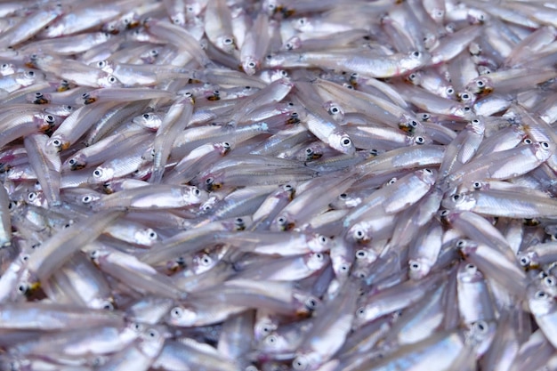 Muitos peixes pequenos estão em uma pilha.