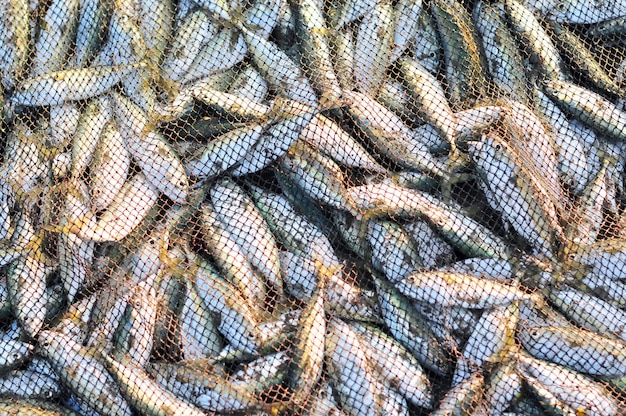 Muitos peixes pequenos no cerco