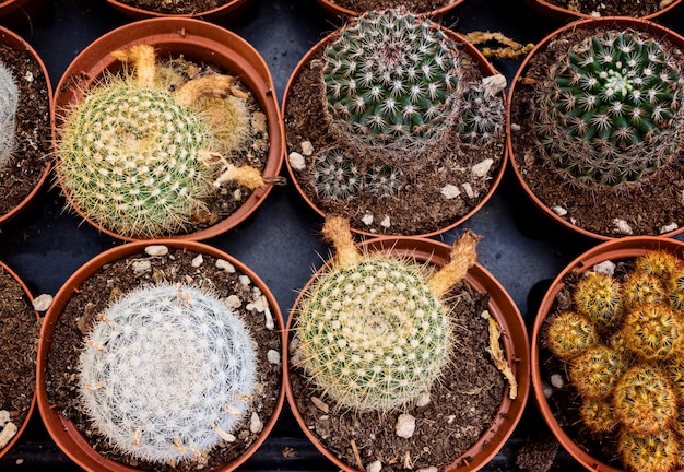 Muitos pequenos cactos em vasos