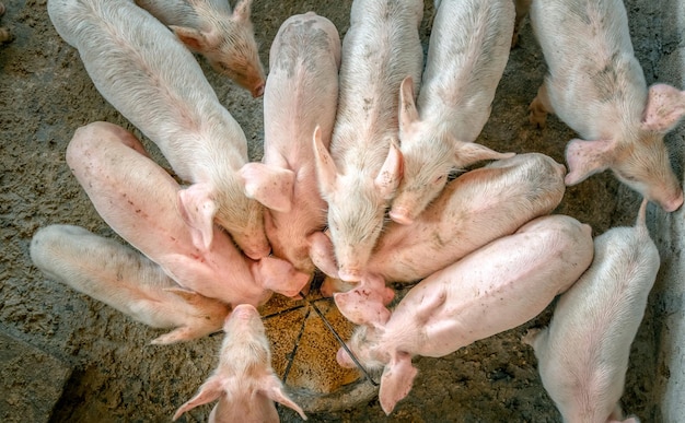 Muitos porquinhos estão lutando por comida em uma fazenda rural de porcos