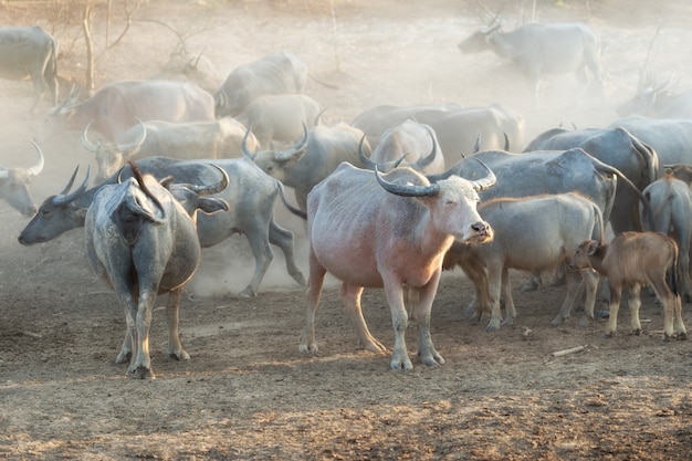Muitos rebanhos de búfalos nas províncias do sul da Tailândia.