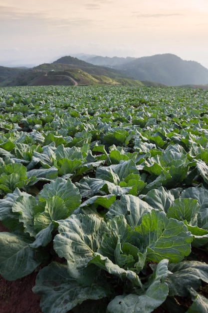 Muitos repolhos verdes nos campos agrícolas em Phutabberk Phetchabun Tailândia