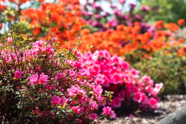 Muitos rhodendrons florescendo de cores diferentes