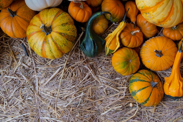 Muitos tipos de abóbora laranja madura no feno.