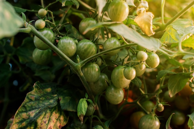 Muitos tomates-cereja verdes amadurecem na estufa à luz do sol