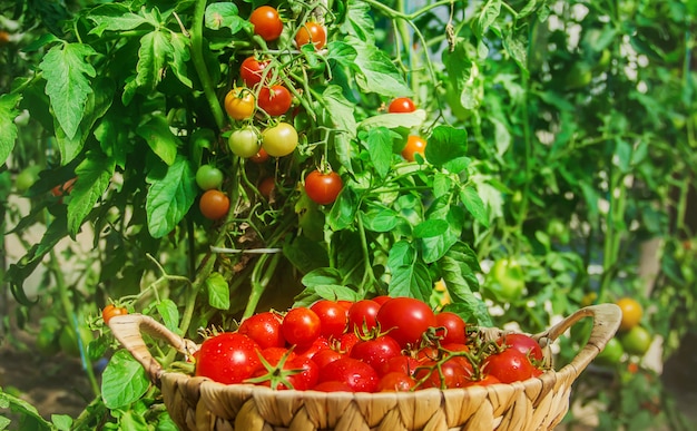 Muitos tomates no jardim, colheita.