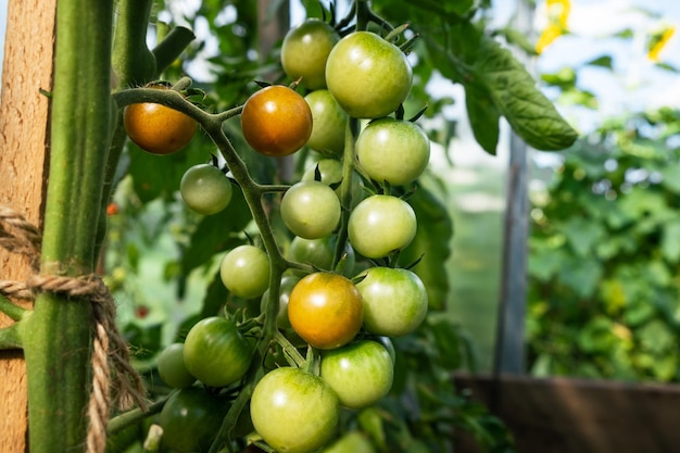 Muitos tomates verdes em um arbusto em uma estufa