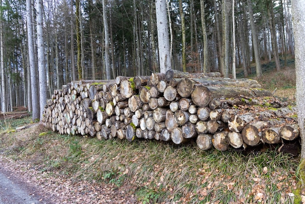 Muitos troncos grandes em uma densa floresta de outono