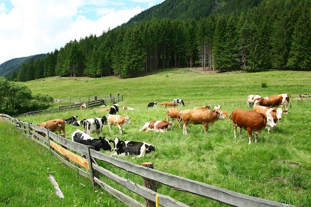 Muitos, vacas, pasto